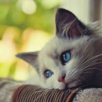 Avatar người chơi Liễu Thùy My